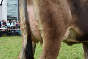 008Schneuter jngere detail